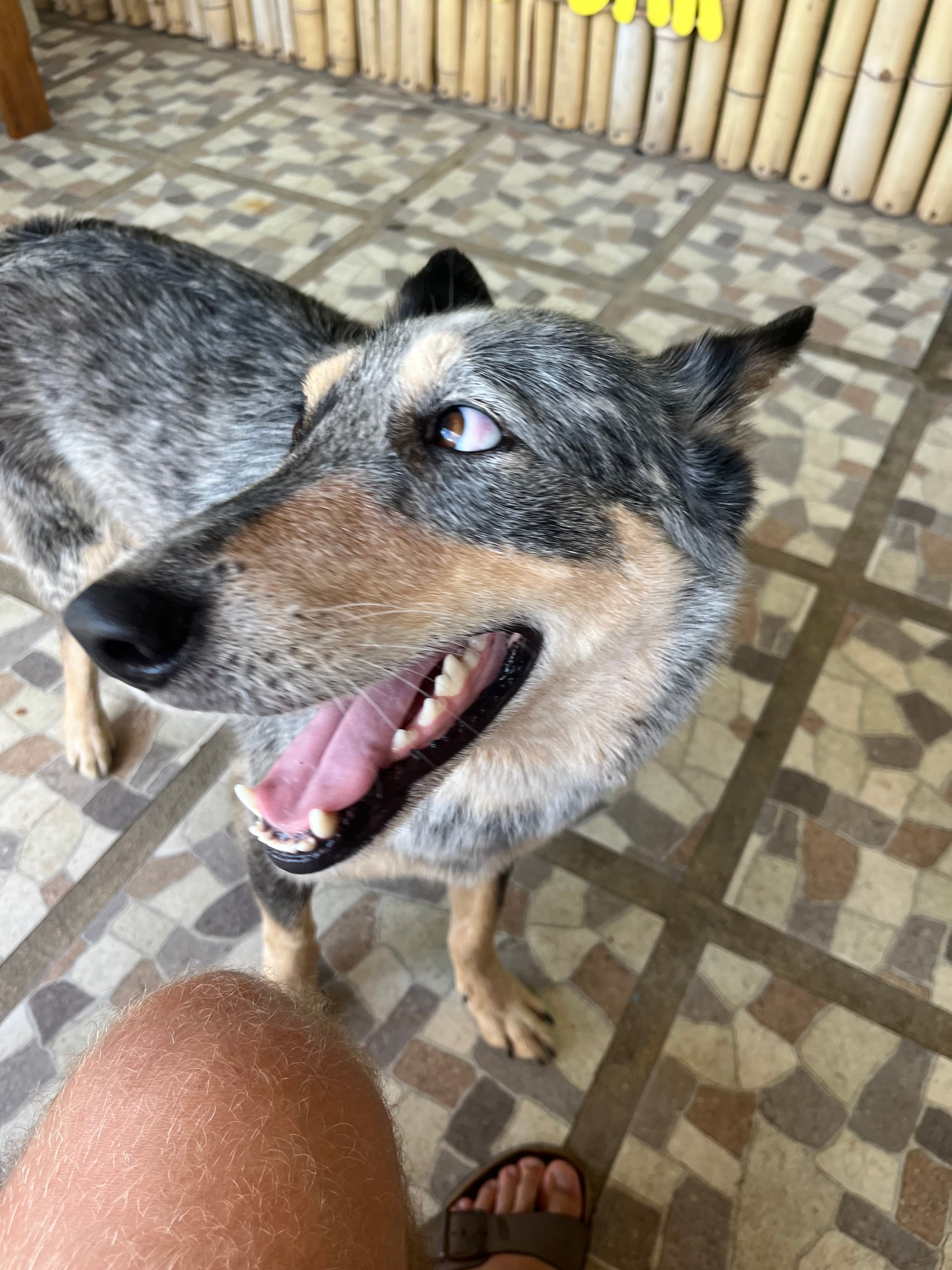 Bocados dog